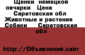 Щенки  немецкой овчарки › Цена ­ 20 000 - Саратовская обл. Животные и растения » Собаки   . Саратовская обл.
